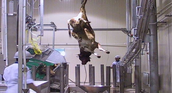 Решения для убоя крупного рогатого скота и овец/коз